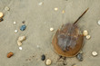 horseshoe crab in sand