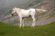 white horse at the top of the hill