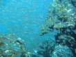 Foto: glasfische glasfische