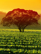 large tree in vineyard large tree in vineyard