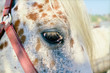 cheval portrait