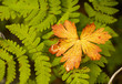 cloudberry cloudberry