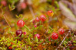 cranberries cranberries