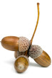 acorns