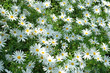 white flower white flower