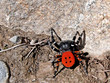 eresus niger eresus niger