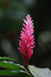 alpinia rose