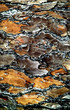 bark , outer layer of tree