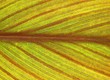 life lines of the leaf
