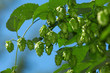 detail of hop fruit