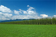 hop plantation hop plantation