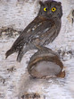 owl