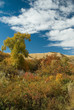 fall colors 1