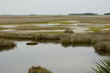 birds in grass flats