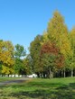 autumn trees