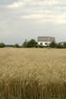 farm