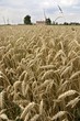 wheat