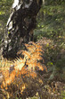 autumn colour lickey hills england