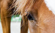 horse eye