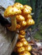 pholiota
