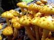 pholiota
