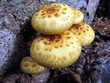 pholiota