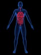 menschliche anatomie