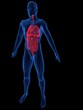 menschliche anatomie