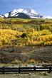 fence, aspens and trees