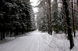 winter trees