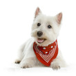 west highland white terrier
