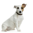 jack russel
