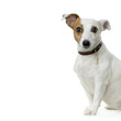 jack russel