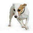 jack russel