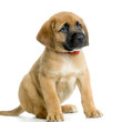 croisé saint bernard