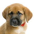croisé saint bernard
