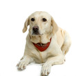 labrador