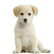 jeune labrador