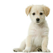 jeune labrador