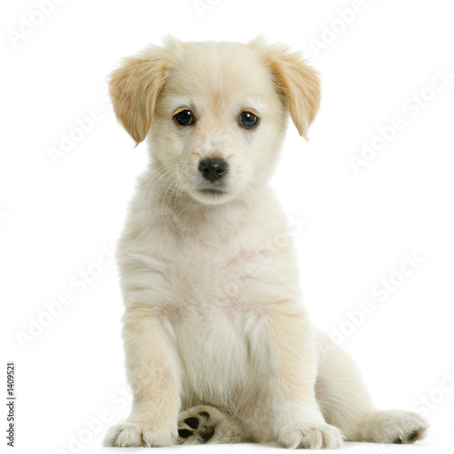 jeune labrador