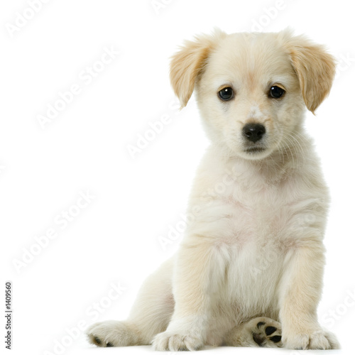 jeune labrador