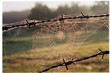 barbwire