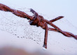 cobweb