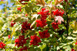 guelder