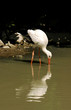 heron