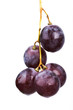 szőlő