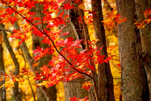 Photo: fall forest background fall forest background