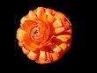 rote einzelblüte