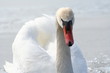 schwan schwan