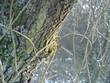 arbre en hiver
